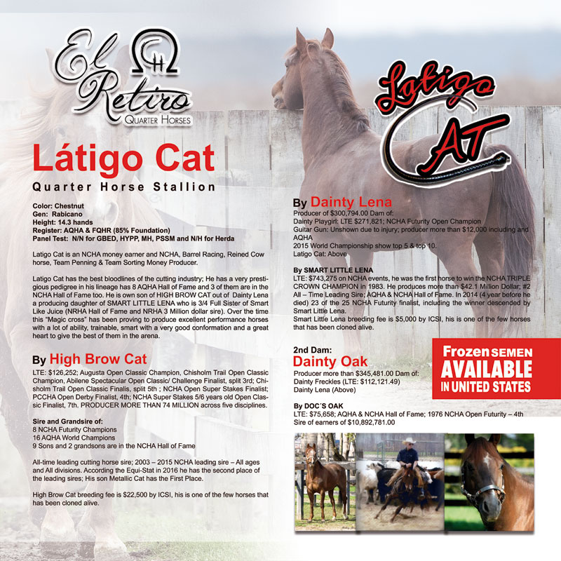 Latigo Cat High Brow Cat Son Red Oak Ranch Kaufman Texas